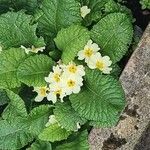 Primula vulgarisBlodyn