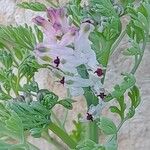 Fumaria parviflora Blomst