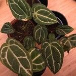 Anthurium crystallinum Hoja