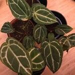 Anthurium crystallinum List