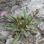 Erigeron schleicheri Blad