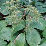 Rodgersia aesculifolia موطن