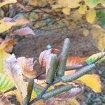 Betula medwediewii Flower