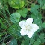 Parnassia palustrisBlomst