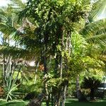 Caryota urens Habit