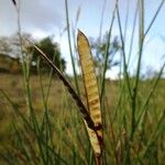 Spartium junceum Fruit