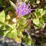 Monardella purpurea Flower