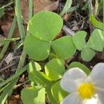 Oxalis purpurea Blad