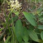 Miconia brevitheca Агульны выгляд