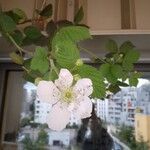 Rubus argutus 花