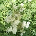 Filipendula ulmaria Flower