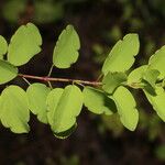 Porophyllum punctatum Leaf