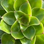 Aeonium undulatum Лист