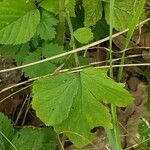 Geum aleppicum ഇല