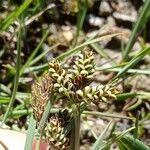 Carex bicolor Bloem