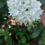 Viburnum macrocephalum Kvet