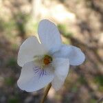 Viola alba Blomma