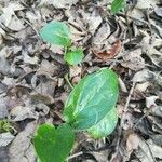 Arum maculatum Yaprak