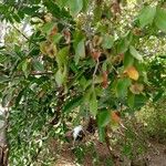 Combretum micranthum Blüte