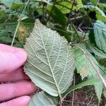 Rubus echinatus Leaf