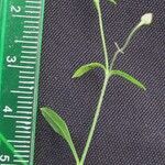 Arenaria lanuginosa (മറ്റ്)