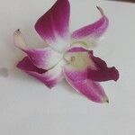 Dendrobium victoriae-reginae Flower