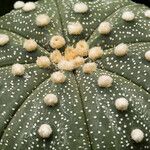 Astrophytum asterias Ліст