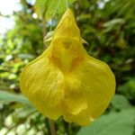 Impatiens noli-tangere Flower