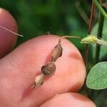 Desmodium tortuosum Fruit