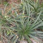 Dyckia encholirioides Fulla