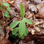 Euphorbia dulcis Leaf