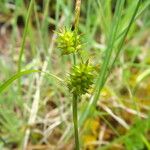 Carex viridula Other