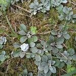 Antennaria neglecta Blad