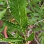 Lomatia ilicifolia 葉