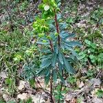 Euphorbia amygdaloides Plante entière