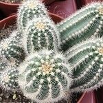 Echinopsis huascha Hoja