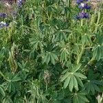 Lupinus mutabilis Blomst