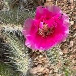 Opuntia polyacanthaBloem