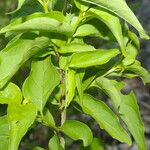 Exostema caribaeum Leaf