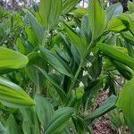 Polygonatum multiflorumFlower