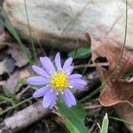 Symphyotrichum oolentangiense 花