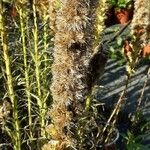 Liatris pycnostachya Fruit