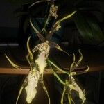 Brassia arachnoidea Φύλλο