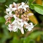 Plocama calabrica Flower