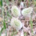 Lagurus ovatusFlower