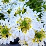 Scaevola aemula Flower