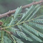 Calliandra rubescens Blad