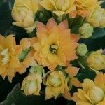 Kalanchoe blossfeldianaКвітка