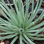 Asphodeline lutea 葉