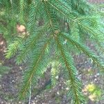 Picea rubensLeaf